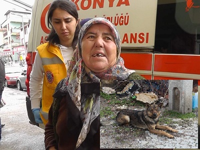 Köpek Dehşeti !
