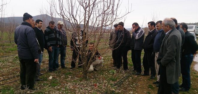 Uygulamalı Meyve Budama Eğitimi Verildi