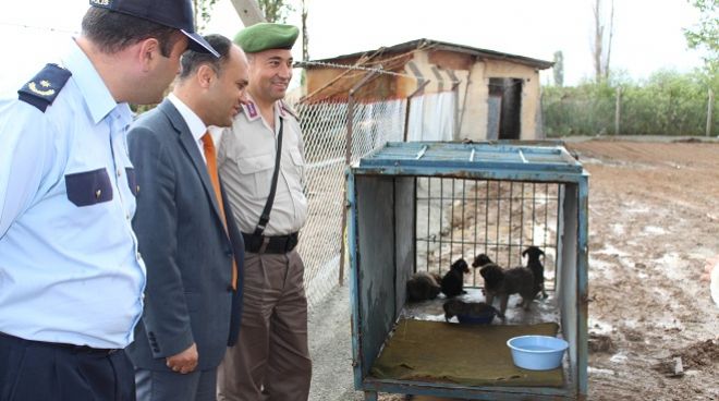 Beyşehire köpek barınağı