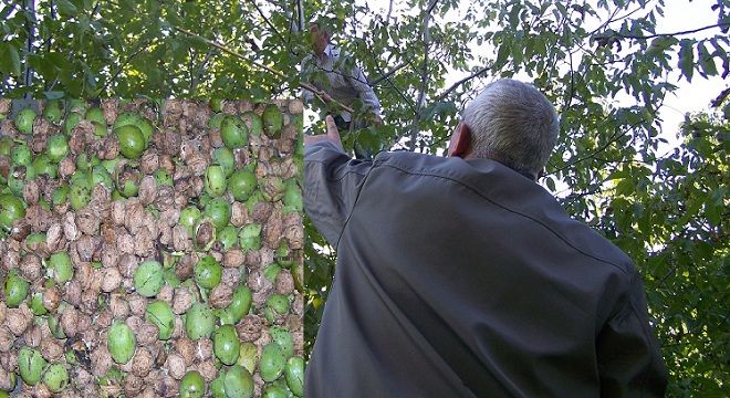 Ceviz Rekoltesi Düşük, Fiyatlar Yüksek