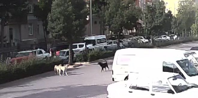 Sokak Köpeklerinden Kaçan Kızlara Otomobil Çarptı