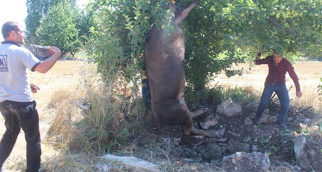 Su Kuyusuna Düşen İnek Vinçle Kurtarıldı