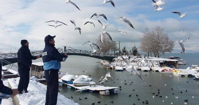 Martıları Ekmek ve Simitle Beslemeyin