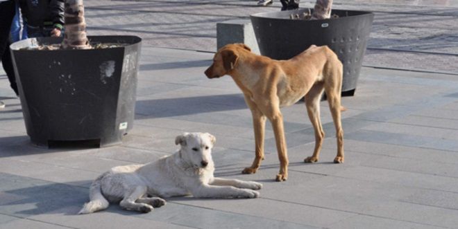 Kuduz Şüphelisi Köpek Karantinaya Alındı