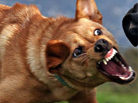 Beyşehirde köpek dehşeti