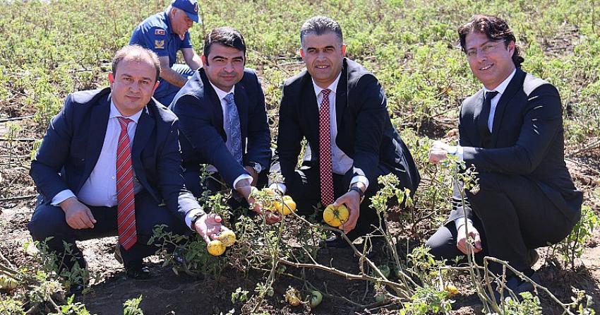 Sarı Domates, Derebucaklı Çiftçinin Yüzünü Güldürecek