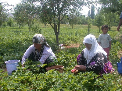 Organik çilek çalıştayı