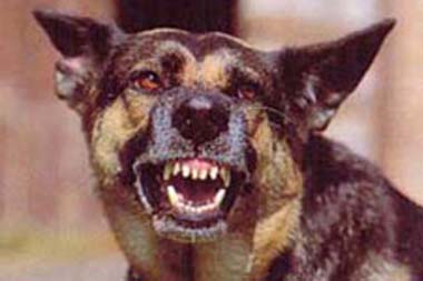 Köpek dehşet saçtı