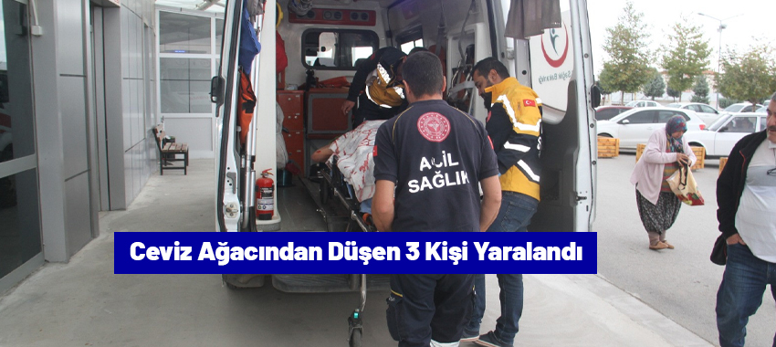 Ceviz ağacından düşen kişi 3 kişi yaralandı