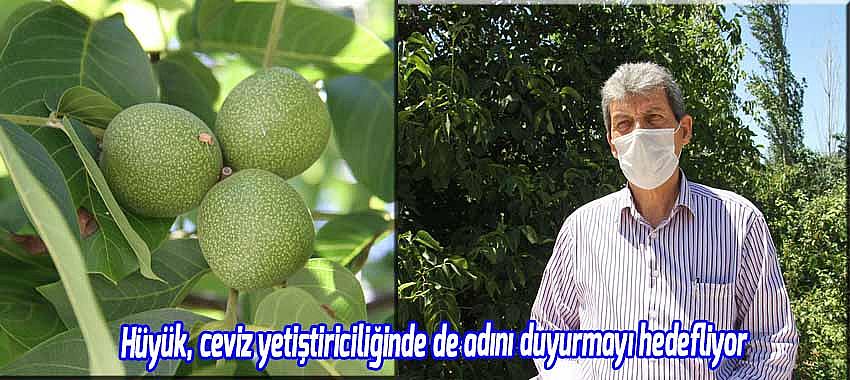 Hüyük, ceviz yetiştiriciliğinde de adını duyurmayı hedefliyor