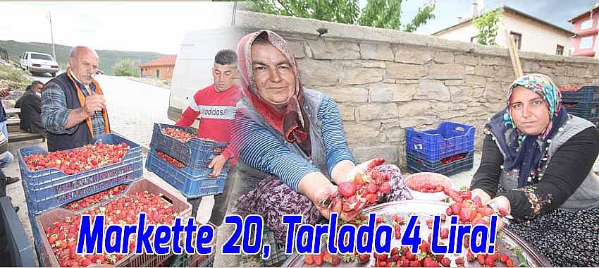 Markette 20, Tarlada 4 Lira!