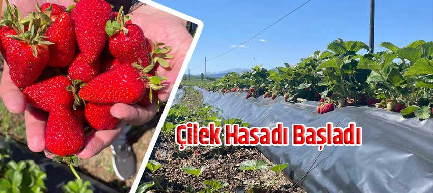 Çilek hasadı başladı