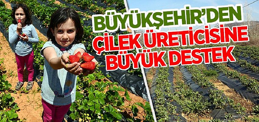 Büyükşehir’den Çilek Üreticisine Büyük Destek