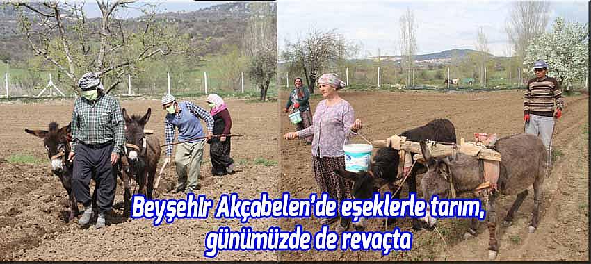Beyşehir Akçabelen’de eşeklerle tarım, günümüzde de revaçta