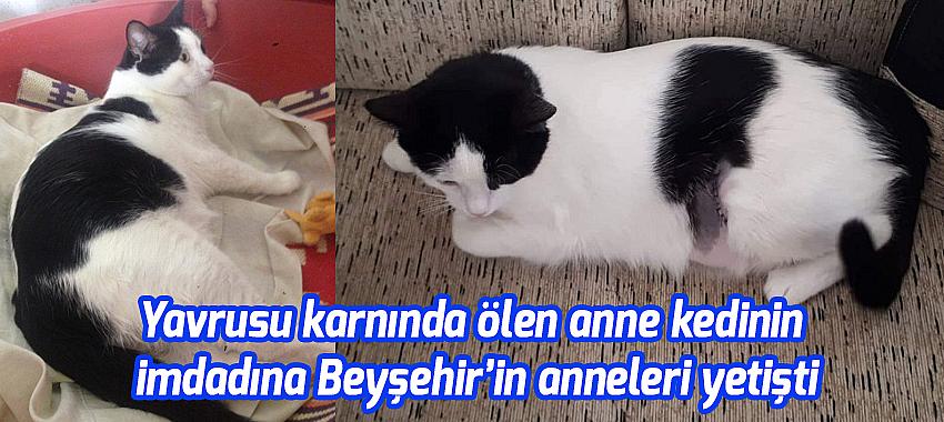 Yavrusu karnında ölen anne kedinin imdadına Beyşehir’in anneleri yetişti