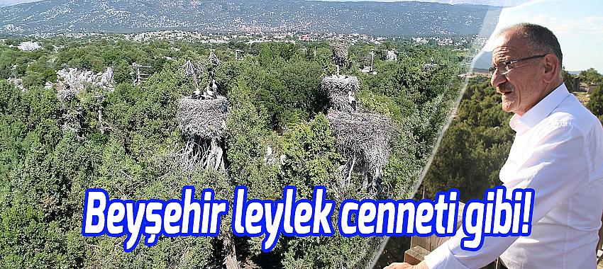 Beyşehir leylek cenneti gibi!