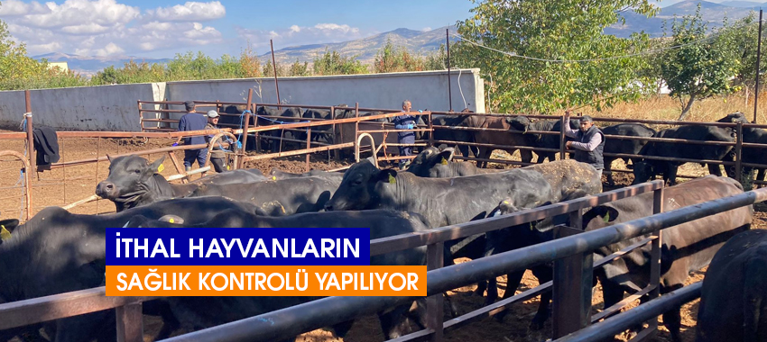 İthal hayvanların sağlık kontrolleri yapılıyor