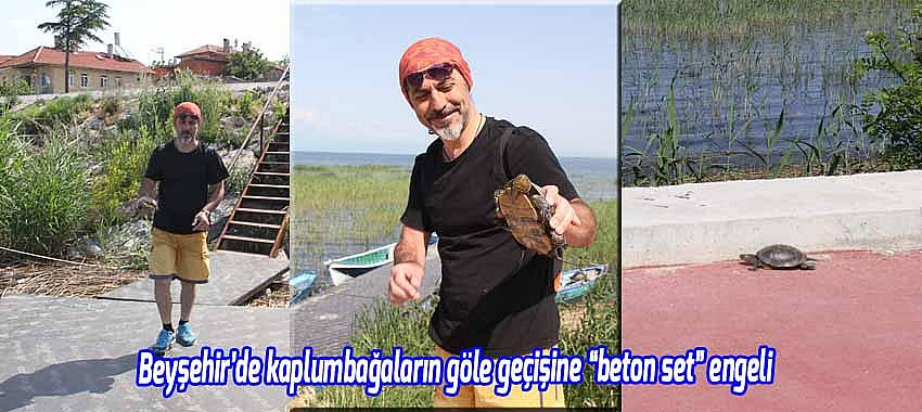 Beyşehir’de kaplumbağaların göle geçişine “beton set” engeli