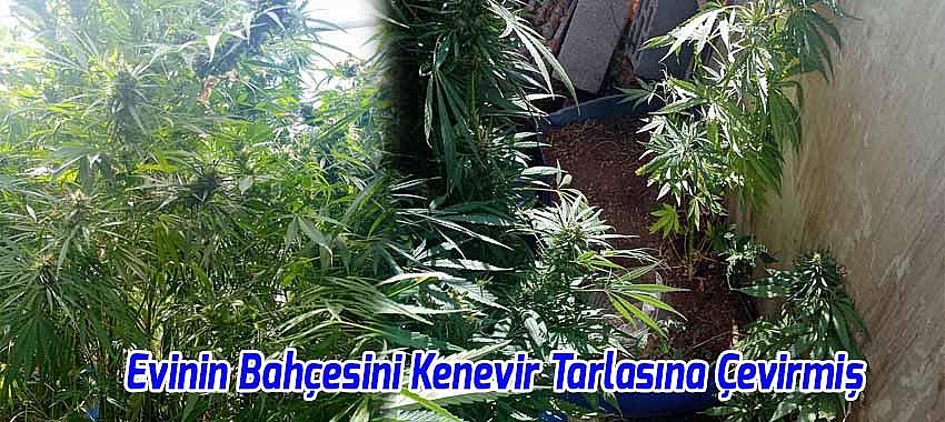 Evinin Bahçesini Kenevir Tarlasına Çeviren Kişi Tutuklandı