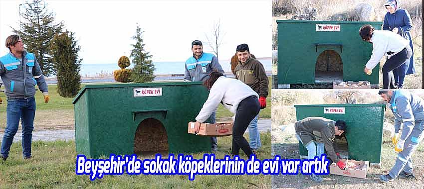 Beyşehir'de sokak köpeklerinin de evi var