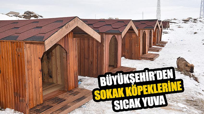 Büyükşehir’den Sokak Köpeklerine Sıcak Yuva