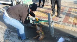 Kuduz köpek paniği!