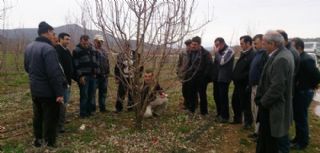 Uygulamalı Meyve Budama Eğitimi Verildi