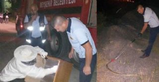 İtfaiyenin yılan ve yabani arı mesaisi 