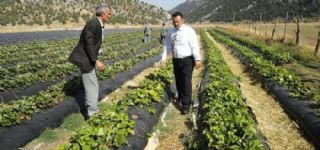 Derebucakta Tarımsal Üretim Hız Kazandı