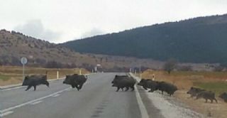 Yaban Domuzları Trafikte Tehlike Saçıyor