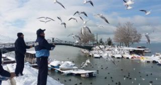 Martıları Ekmek ve Simitle Beslemeyin