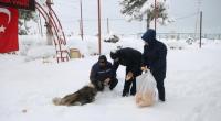 Beyşehir Belediyesi, Sokak Hayvanlarını Unutmadı