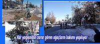 Kar yağışından zarar gören ağaçların bakımı yapılıyor