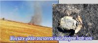Bilinçsizce yakılan anız sonrası kaplumbağanın hazin sonu