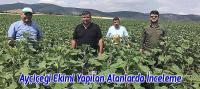 Yağlık Ayçiçeği Ekimi Yapılan Kıraç Alanlarda İnceleme