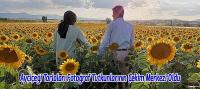 Ayçiçeği Tarlaları Fotoğraf Tutkunlarının Çekim Merkezi Oldu