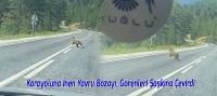 Karayoluna İnen Yavru Bozayı, Görenleri Şaşkına Çevirdi