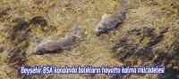 Beyşehir Gölü’nde balıkların hayatta kalma mücadelesi