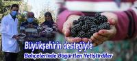 Büyükşehirin Desteğiyle  Bahçelerinde Böğürtlen Yetiştirdiler