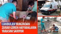 “Canbulan” Yangından Zarar Gören Hayvanların Yarasını Sarıyor