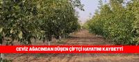 Ceviz ağacından düşen kişi hayatını kaybetti