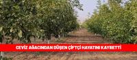 Ceviz ağacından düşen kişi hayatını kaybetti