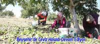 Beyşehir’de Ceviz Hasadı Rekolte Her Yıl Artıyor