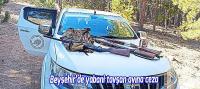 Beyşehir’de yabani tavşan avına ceza