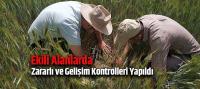 Ekili alanlarda zararlı ve gelişim kontrolleri yapıldı