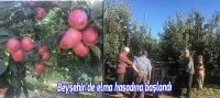 Beyşehir'de elma hasadına başlandı