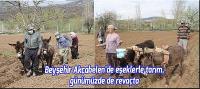 Beyşehir Akçabelen’de eşeklerle tarım, günümüzde de revaçta