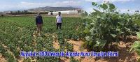 Hüyük’te 300 Dekarlık Alanda Kuru Fasulye Ekimi