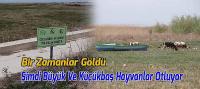 Bir Zamanlar Göldü, Şimdi Büyük Ve Küçükbaş Hayvanlar Otluyor