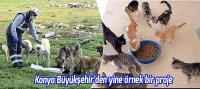 Yemek atıklarından sokak hayvanlarına mama üretilecek